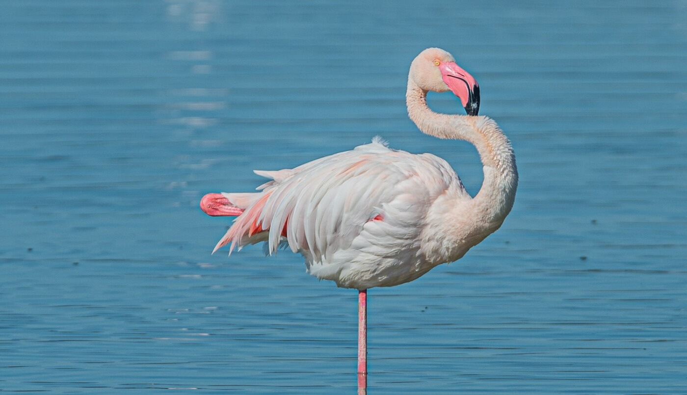 Flamant rose debout dans les marais de Sardaigne
