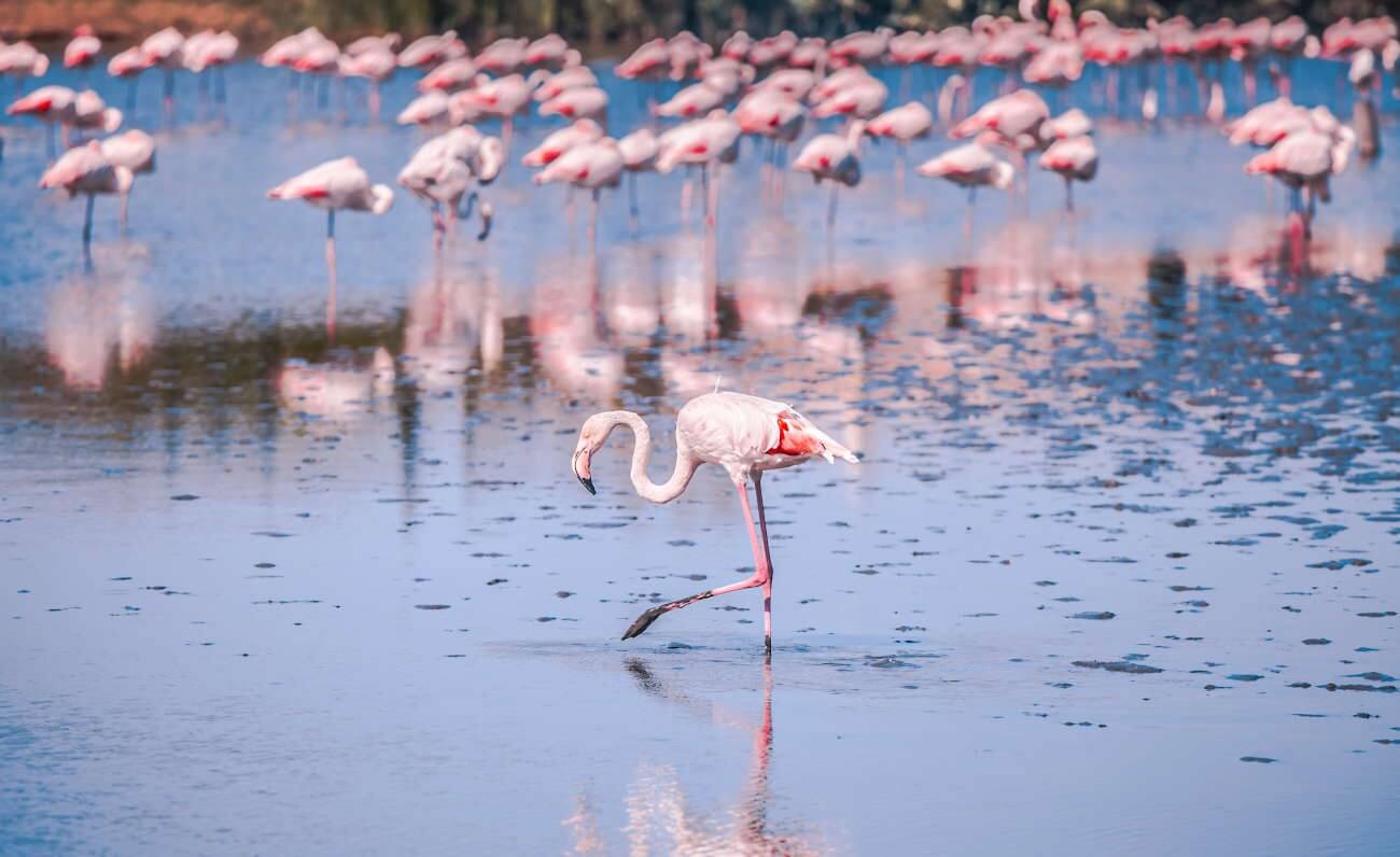 Flamants roses dans le parc naturel de Molentargius près de Cagliari