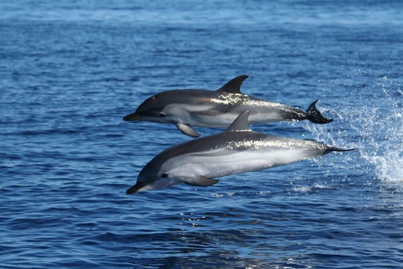 Excursion dauphins Olbia
